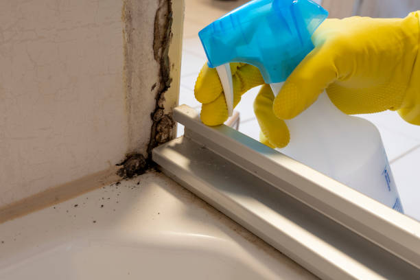 Attic Mold Removal in Arbuckle, CA