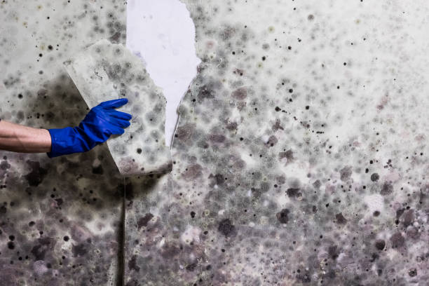 Best Crawl Space Mold Removal  in Arbuckle, CA